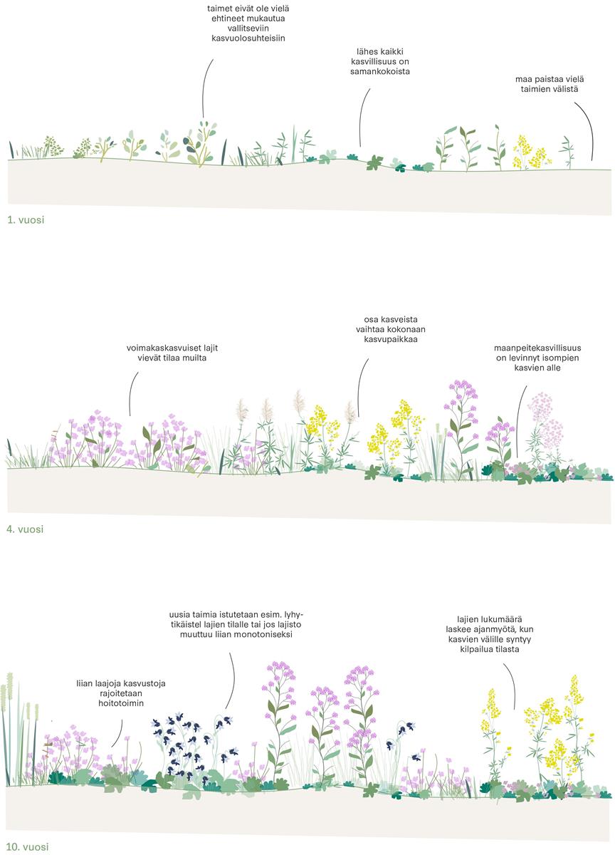 Kaavio on kolmen kuvan sarja, jossa on esitetty kasvillisuuden kasvu vuosien mittaan dynaamisten istutusten lähtökohdista.