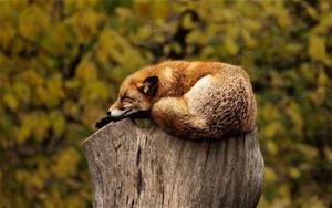 fox-1284512_1280.jpg